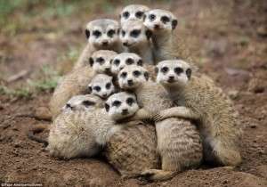 meerkat-hugging
